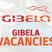 GIBELA Vacancies